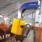 3-De-Laval-Cow-using-swinging-cow-brush-9784-c-Bjorn-Qvarfordt_DeLaval-International-2