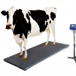 Digital Cow Scale