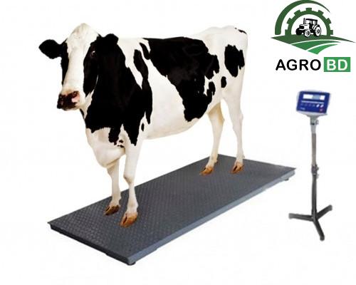Digital Cow Scale