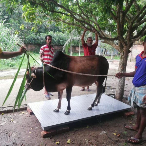 ক্যাটল ওয়েট স্কেল