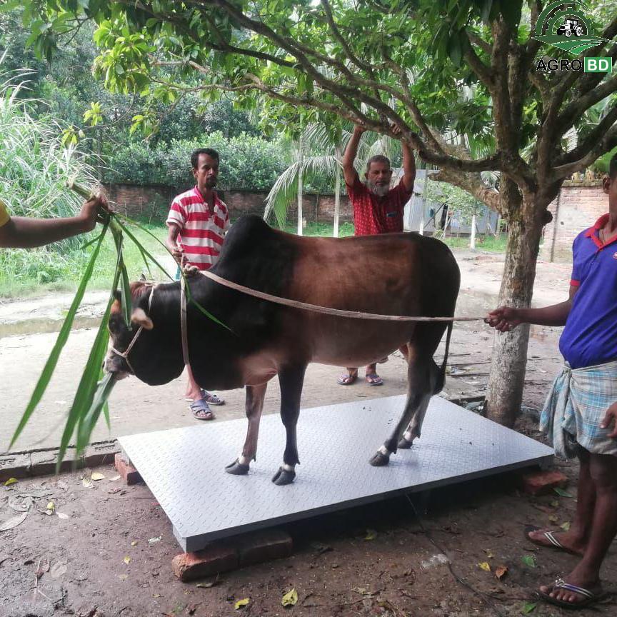 ক্যাটল ওয়েট স্কেল