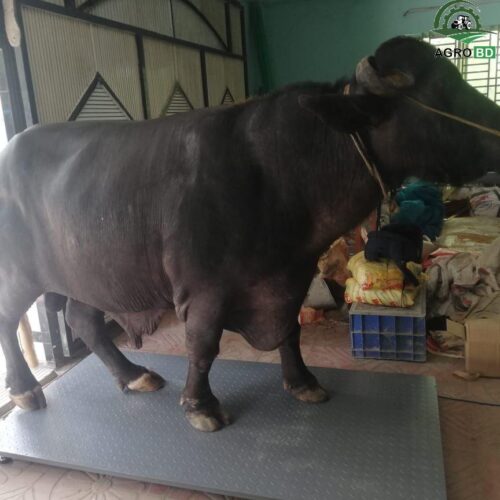 খামারের ওজন মেশিন