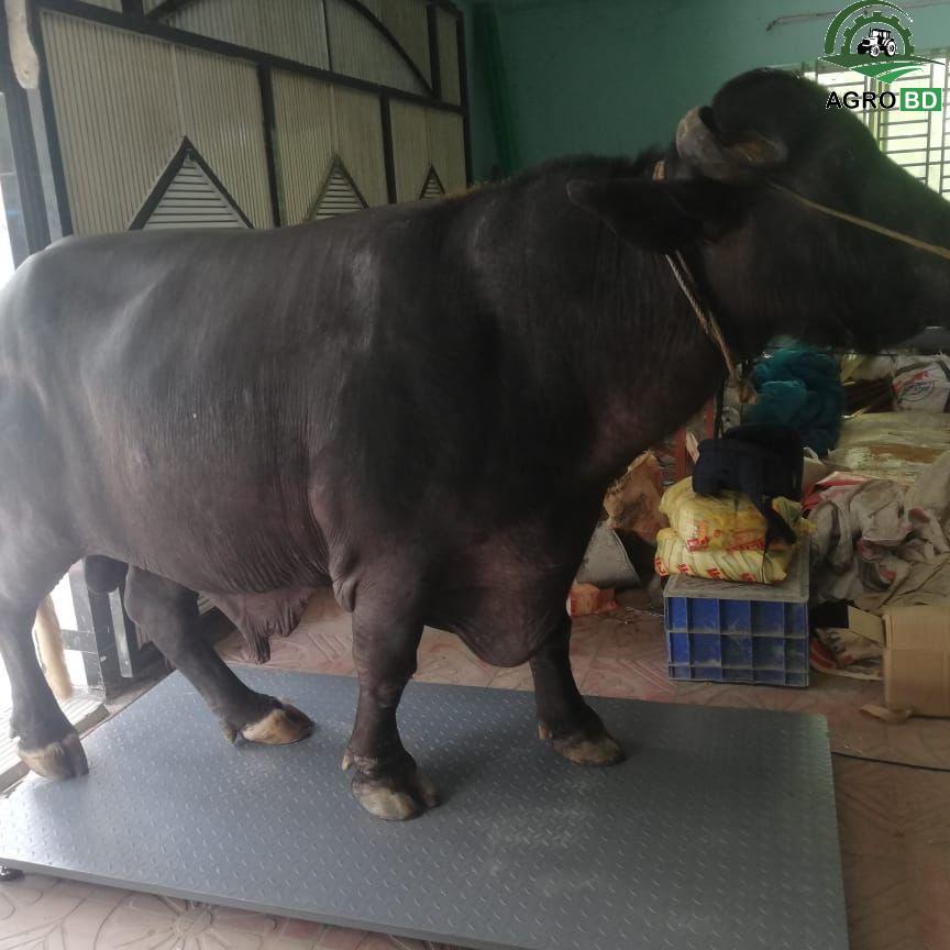 খামারের ওজন মেশিন