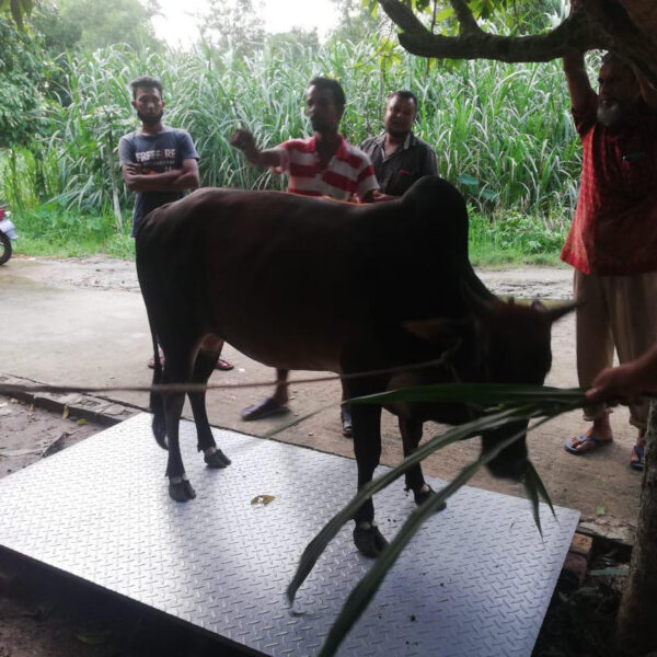 গবাদি পশু ওজন স্কেল বাংলাদেশ