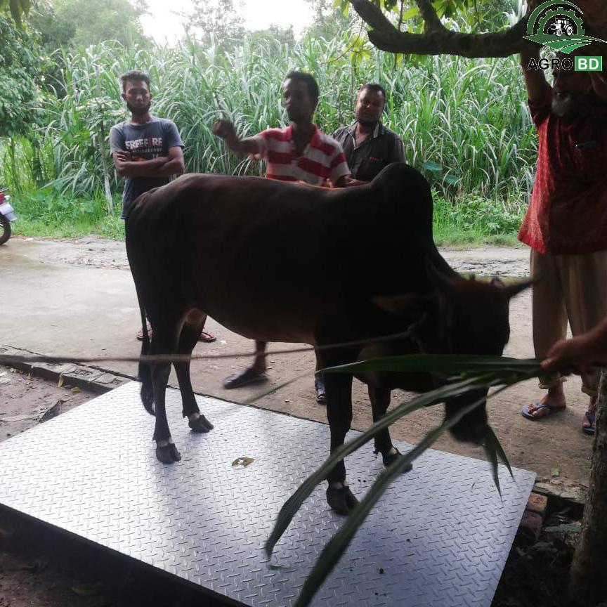 গবাদি পশু ওজন স্কেল বাংলাদেশ