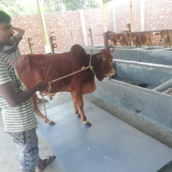 গরু ওজন করার খাঁচা