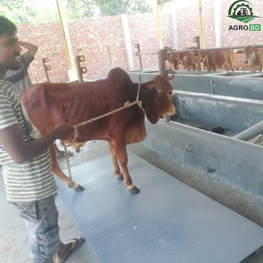 গরু ওজন করার খাঁচা