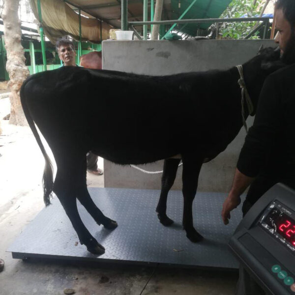 পশু ওজন মাপার যন্ত্র