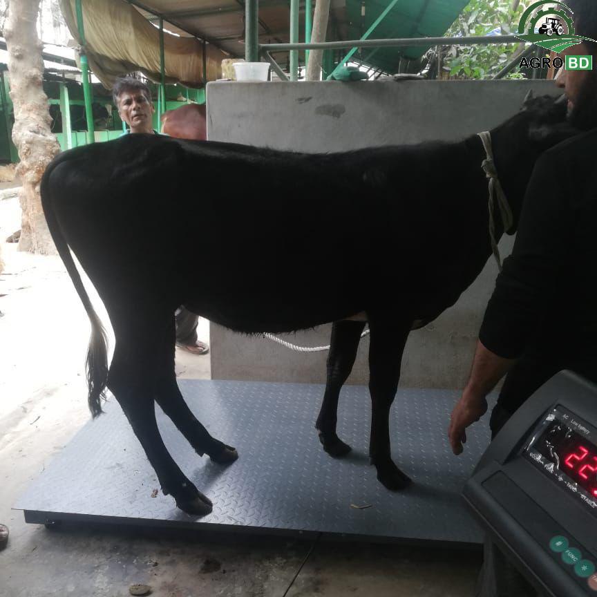 পশু ওজন মাপার যন্ত্র