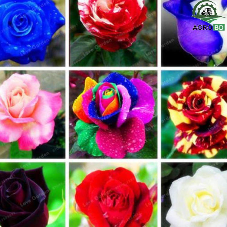 20+ Mix Flower Seeds Packet ২০+ ফুলের মিশ্রণ বীজ