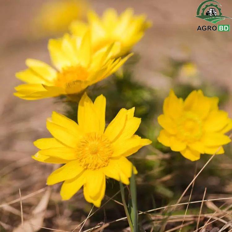 Adonis Vernalis Flower Seeds অ্যাডোনিস ভার্নালিস হলুদ বীজ