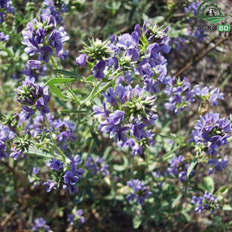 Alfalfa Lucerne Flower Seeds আলফালফা লুসার্ন বীজ