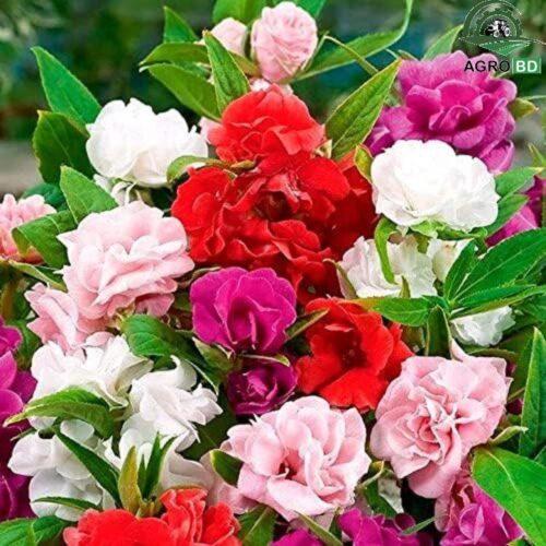 Balsam Flower Seeds বালসাম ফুলের বীজ