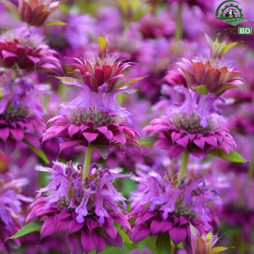 Bee Balm/Bergamot Flower Seeds বি বাম বা বার্গামট বীজ