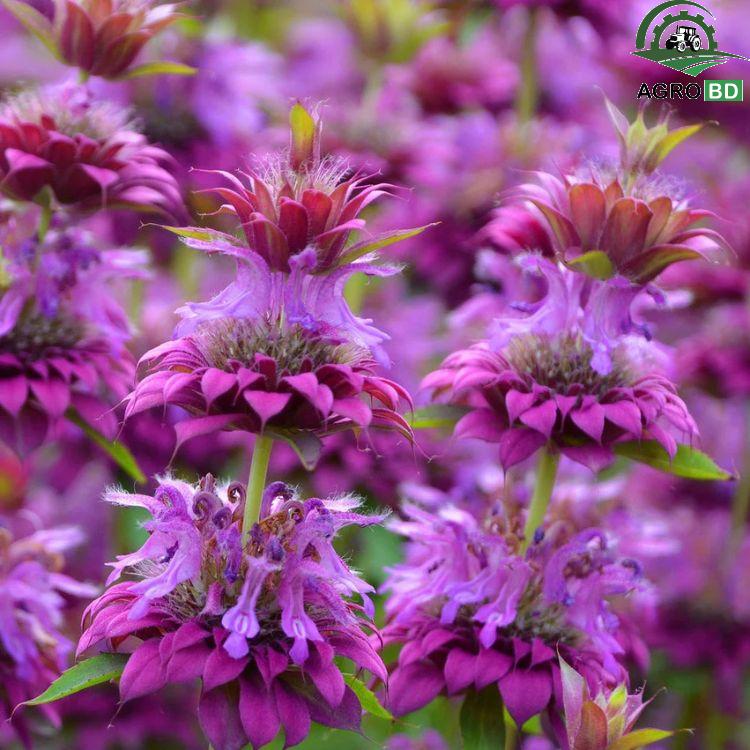 Bee Balm/Bergamot Flower Seeds বি বাম বা বার্গামট বীজ