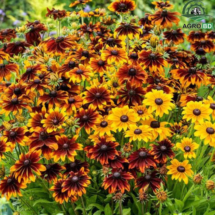 Black Eyed Susan Seeds ব্ল্যাক আইড সুসান কাঁঠমালি বীজ