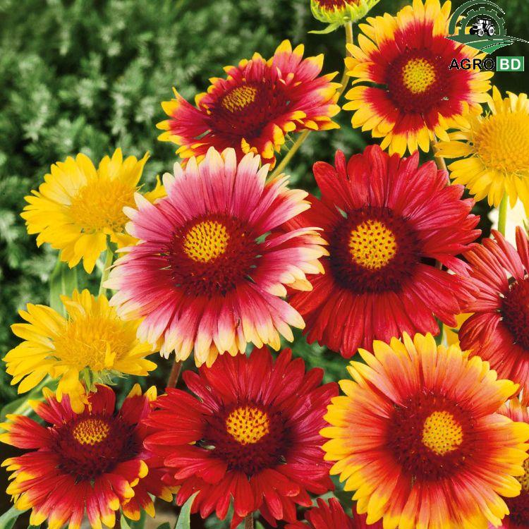 Blanket Gaillardia Sunflower Seeds কম্বল ফুলগ্যালার্ডিয়া বীজ