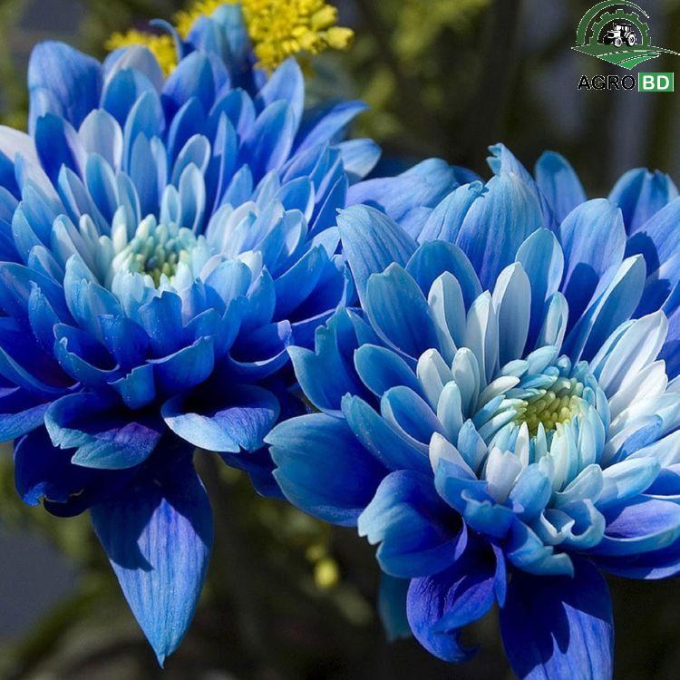 Blue Chrysanthemum Seeds নীল চন্দ্রমল্লিকা বীজ