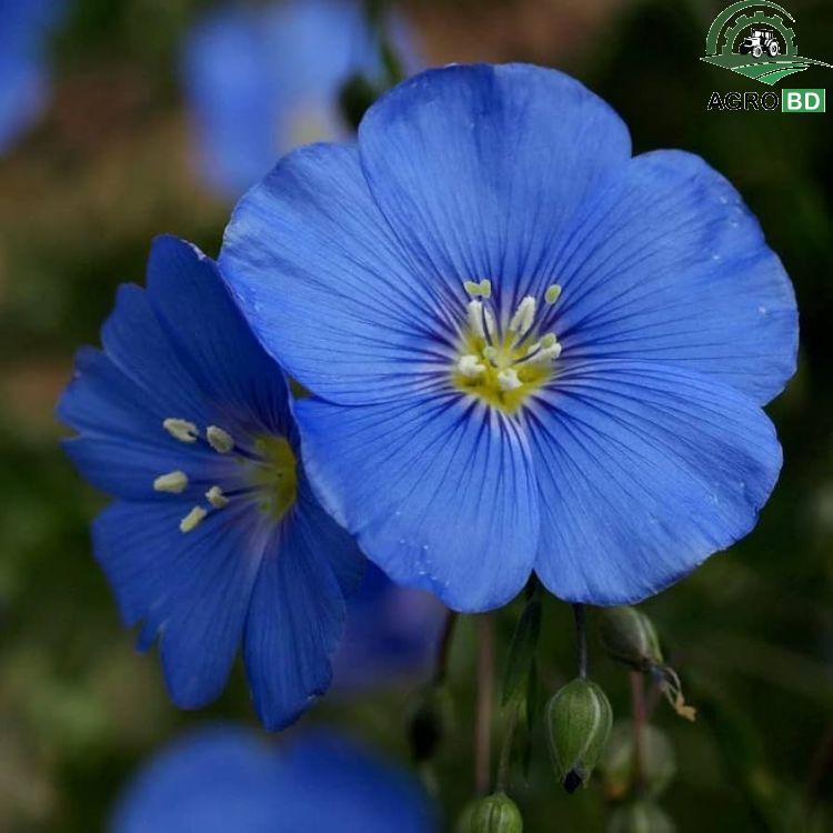 Blue Flax Flower Seeds নীল ফ্ল্যাক্স বা অতসী ফুল বীজ