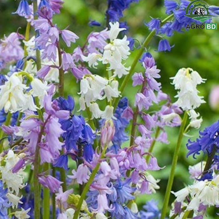 Bluebell Mix Flower Seeds ব্লুবেল মিক্স বীজ