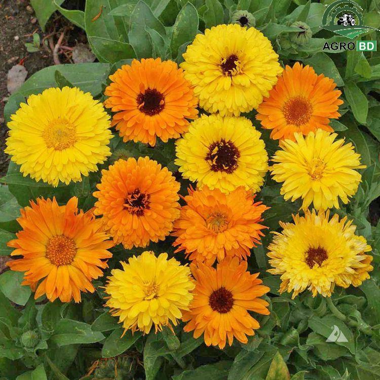 California Calendula Flower Seeds ক্যালিফোর্নিয়া ক্যালেনডুলা হলুদ বীজ