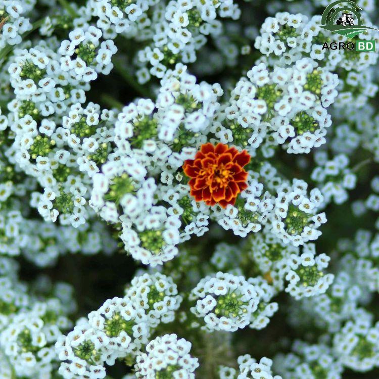 Candytuft Sweet Alyssum Flower Seeds ক্যান্ডিটাফ্ট বা সুইট অ্যালিসাম ফুলের বীজ