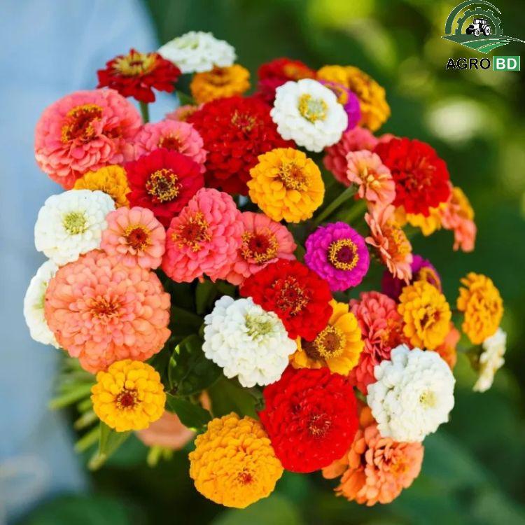 Carnation Flower Seeds Multi Color বহু রঙিন কার্নেশন ফুলের বীজ