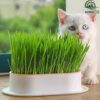 Cat Grass Seeds বিড়ালের ঘাস