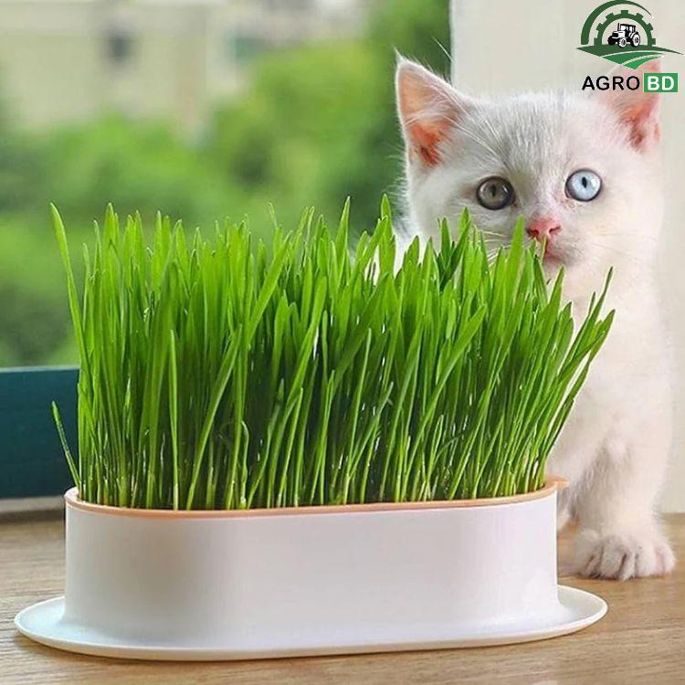 Cat Grass Seeds বিড়ালের ঘাস