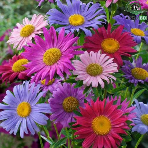 China Aster Flower Seeds চায়না অ্যাস্টার ফুল বীজ