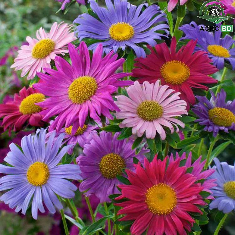 China Aster Flower Seeds চায়না অ্যাস্টার ফুল বীজ