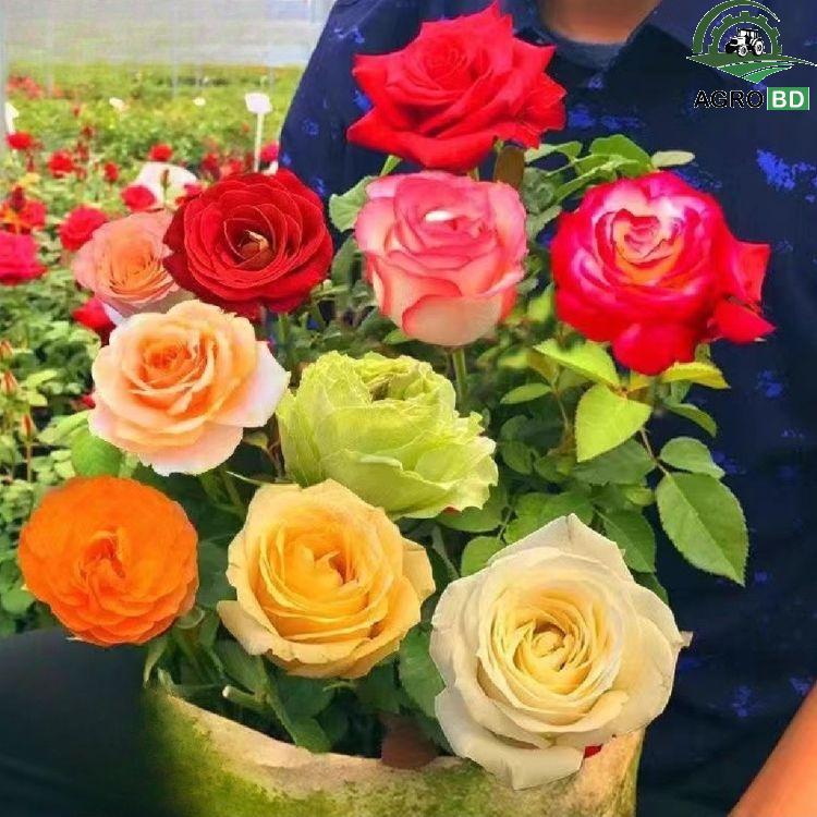 China Rose Seeds চায়না রোজ বীজ