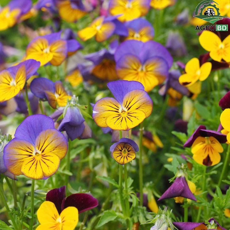 Chinese Viola Flower Seeds ভায়োলা ফুল বীজ