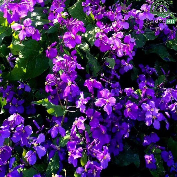 Chinese Violet Cress Flower Seeds চাইনিজ ভায়োলেট ক্রিস ফুলের বীজ