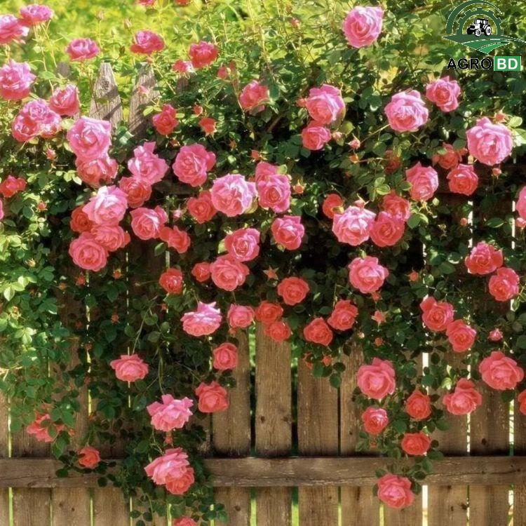 Climbing Rose Flower Seeds All Year (Pink Rose)