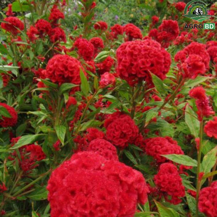 Cockscomb Flower Seeds গাঢ় লাল মোরগ ফুল বা মোরগঝুঁটি ফুল বীজ