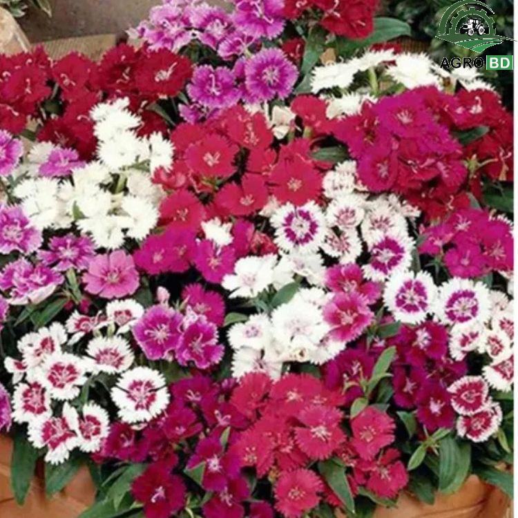 Color Dianthus Flower Seeds রঙিন পিঙ্ক বা ডায়ান্থাস বীজ