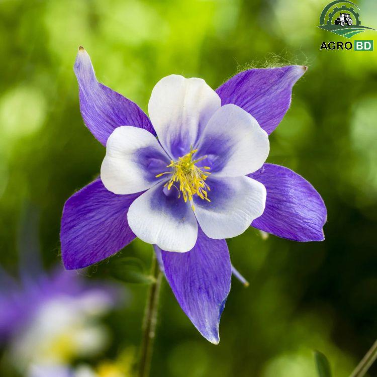 Columbine Flower Seeds কলম্বাইন ফুল বীজ