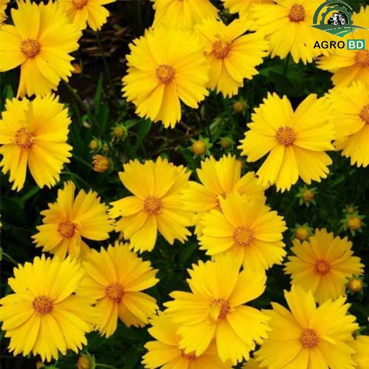 Coreopsis Daisy Flower Tickseed কোরিওপসিস বা টিকসিড ডেইজি বীজ