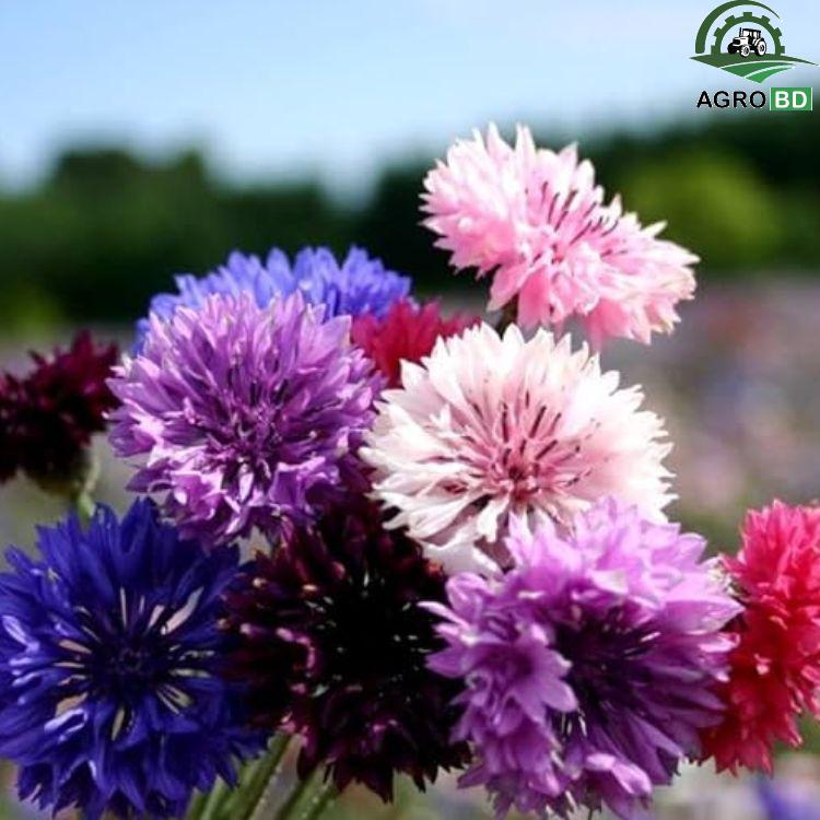 Cornflower Multicolor Seeds বহু রঙের কর্নফ্লাওয়ার বীজ