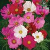 Cosmos Flower Seeds কসমস ফুল