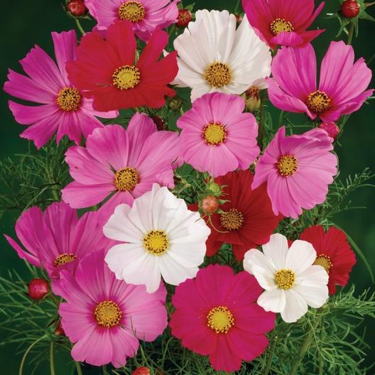 Cosmos-Bipinnatus-Mixed-Color