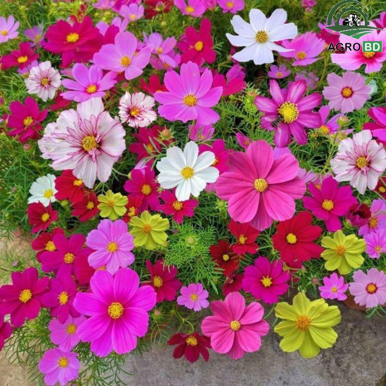 Cosmos Mix Flower Seeds কসমস মিশ্ৰণ বীজ