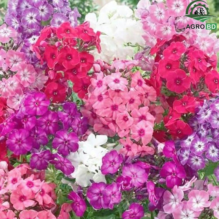 Creeping Phlox Flower Seeds ফ্লক্স ফুল বা ক্রিপিং ফ্লক্স বীজ