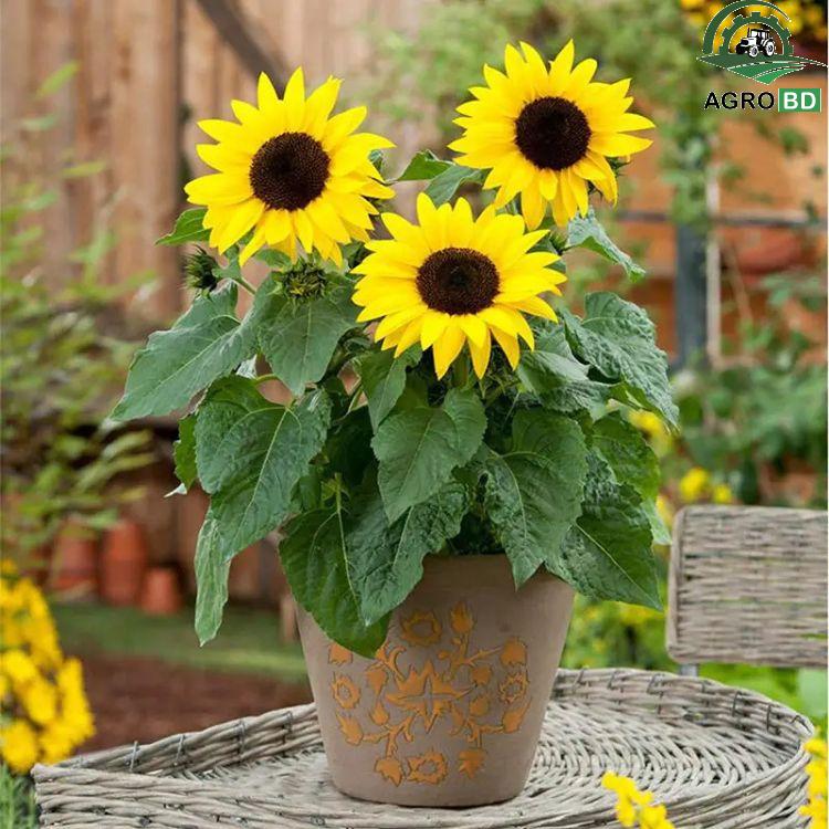 DWF Sun Flower Seeds সূর্যমুখী ফুলের বীজ