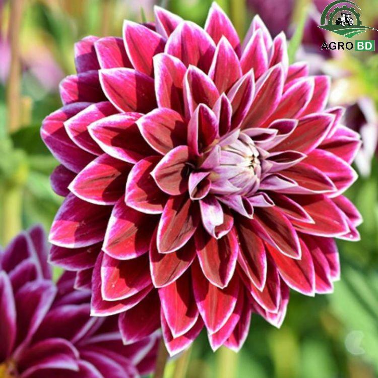 Dahlia Flower Seeds ডালিয়া বীজ