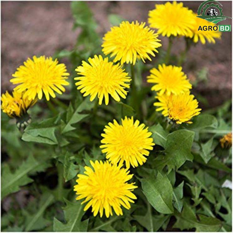 Dandelion Flower Seeds ড্যান্ডেলিয়ন বা পীতচুমকি ফুলের বীজ