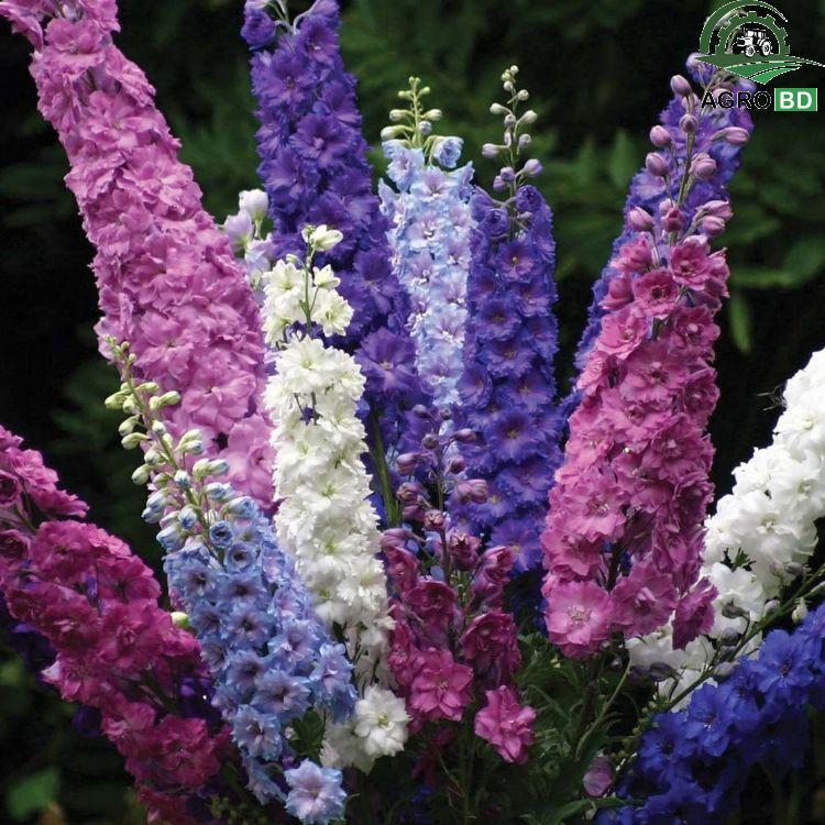 Delphinium or Larkspur Flower Seeds ডেলফিনিয়াম রকেট লার্কম্পার মিশ্র রঙের বীজ