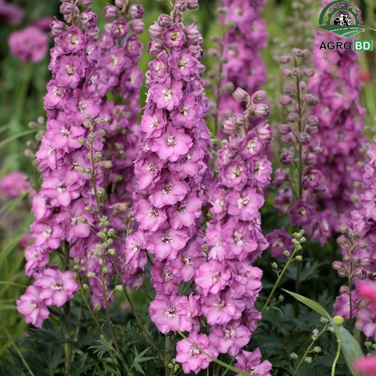 Delphinium গোলাপি ডালফিনিয়াম বীজ