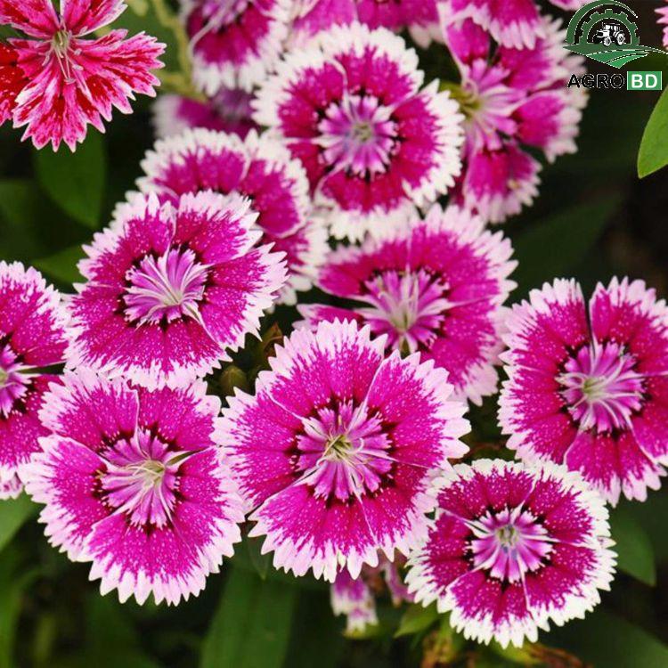 Dianthus or corn Cockle Flower Seeds ডায়ান্থাস কর্ন ককল ফুল বীজ
